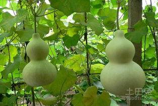 梦见葫芦瓜孕妇吃,葫芦瓜的寓意与启示