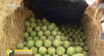 国家吃瓜大网,国家吃瓜大网背后的故事与真相