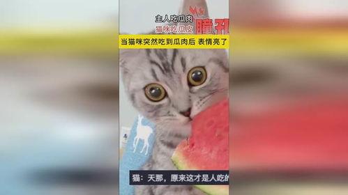 主人吃瓜给猫咪吃瓜皮,猫咪也来尝尝主人的“吃瓜”乐趣