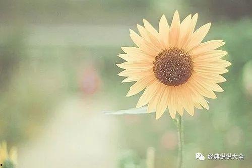 形容吃瓜的优美句子,品味生活的甜蜜瞬间