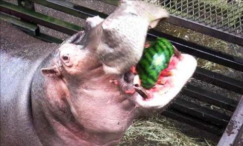 吃瓜的河马,揭秘动物界的“美食家”