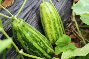 吃瓜要吃熟瓜是啥意思,吃瓜群众的智慧选择