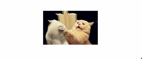 灵镜宠物吃瓜,吃瓜背后的趣味与智慧