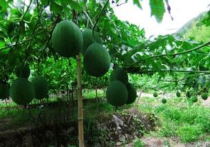 吃吊瓜补锌吗,天然补锌佳品，助力健康生活